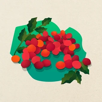 Illustration von Kaffeebohnen in verschiedenen Reifestadien (rot, orange, grün) mit grünen Blättern auf einer abstrakten grünen Form vor hellem Hintergrund.