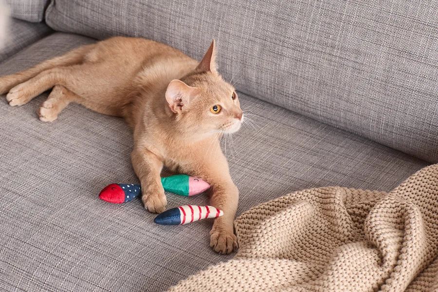 Eine orangefarbene Katze liegt auf einem grauen Sofa neben drei Katzenspielzeug »Fische«.