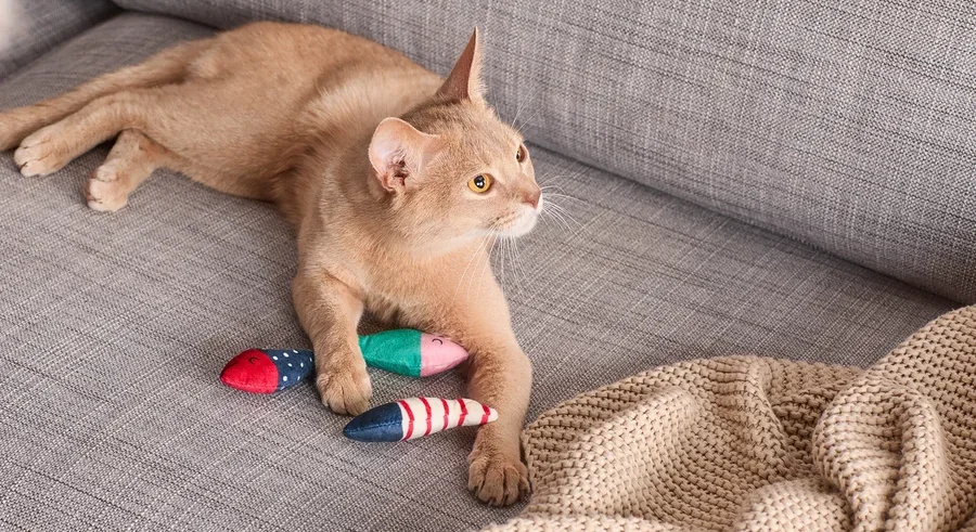 Eine orangefarbene Katze liegt auf einem grauen Sofa neben drei Katzenspielzeug »Fische«.