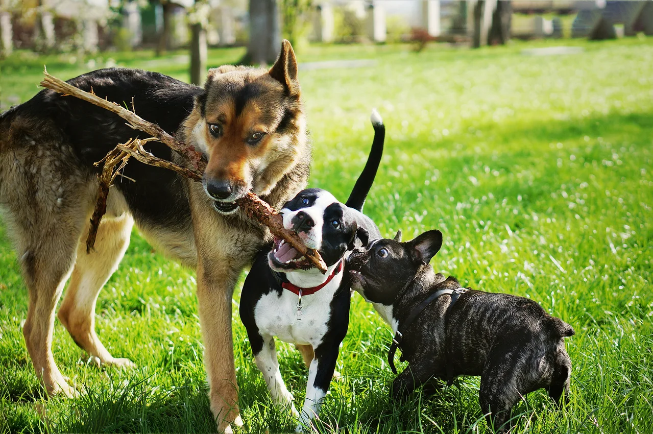 Drei Hunde spielen im Gras, einer trägt einen Stock.