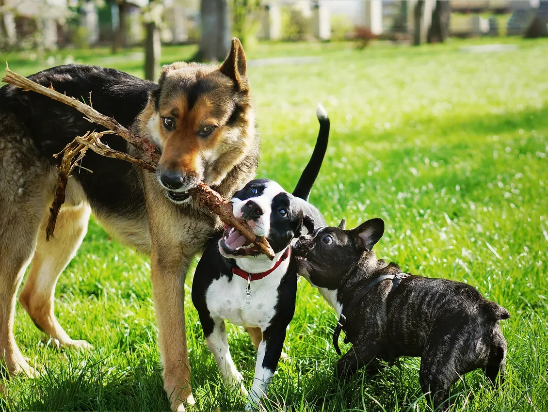 Drei Hunde spielen im Gras, einer trägt einen Stock.