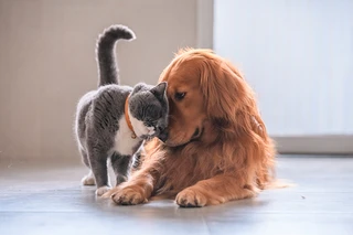 Eine graue Katze mit orangefarbenem Halsband reibt ihren Kopf an einem Golden Retriever, beide liegen auf dem Boden.