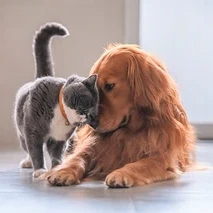 Eine graue Katze mit orangefarbenem Halsband reibt ihren Kopf an einem Golden Retriever, beide liegen auf dem Boden.