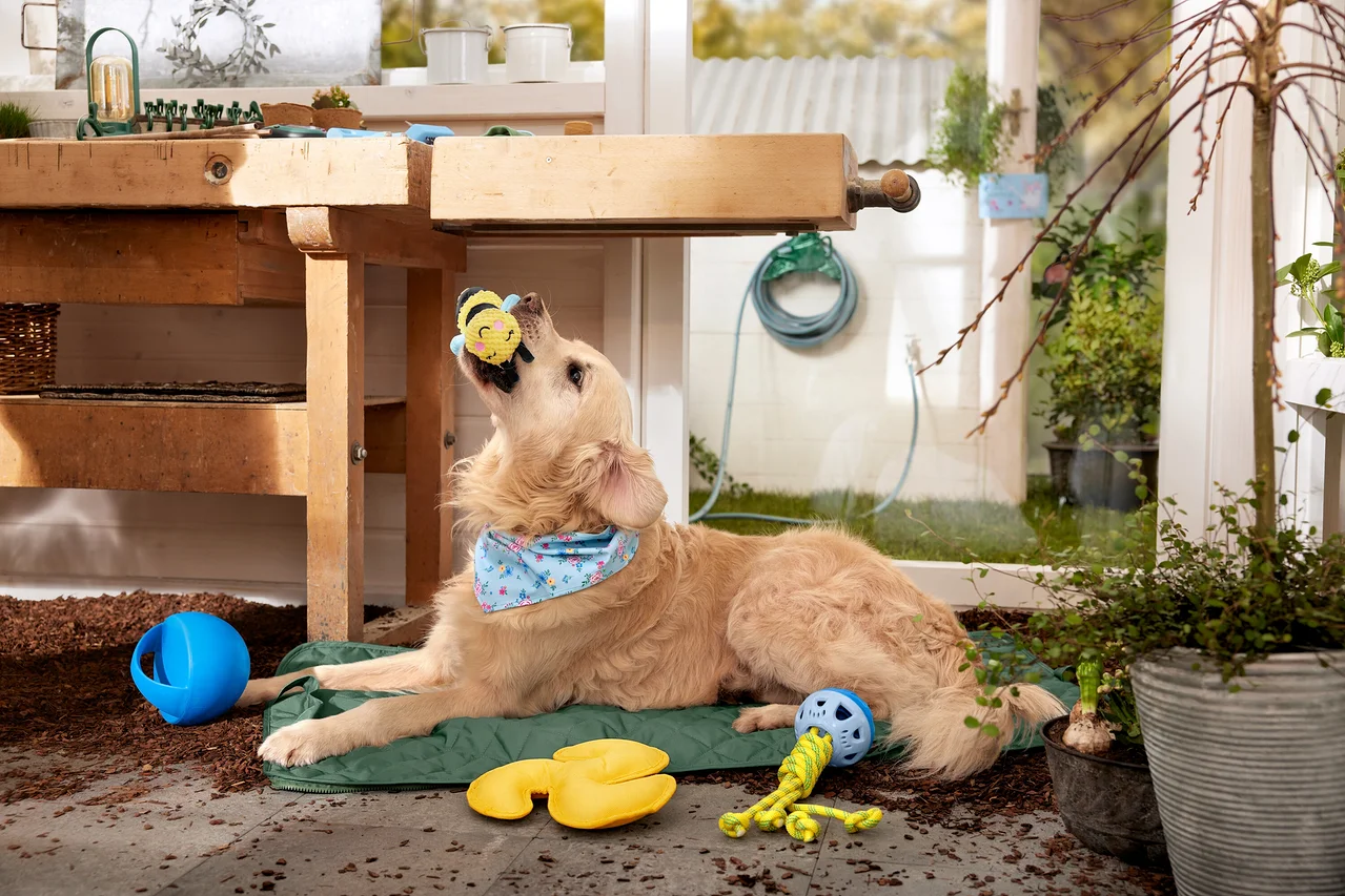 Ein Golden Retriever liegt auf einer grünen Matte und fängt ein gelbes Bienenspielzeug.