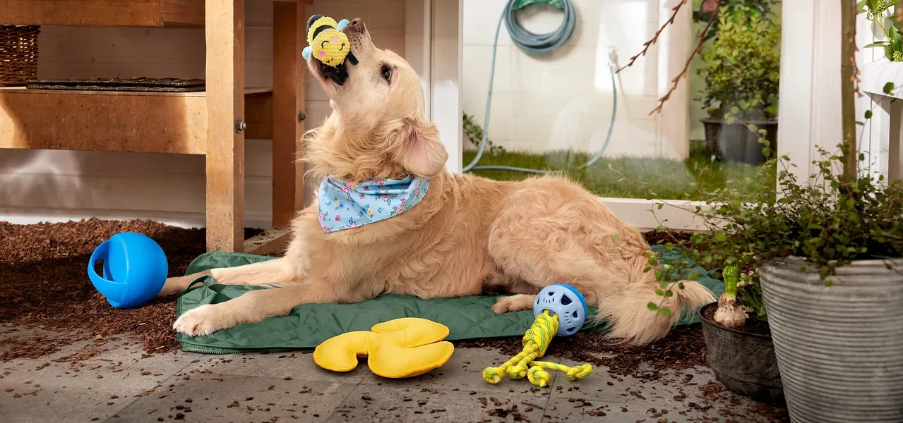 Ein Golden Retriever liegt auf einer grünen Matte und fängt ein gelbes Bienenspielzeug.