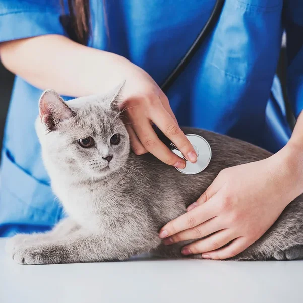 Tierarzt hört die Brust einer grauen Katze ab, die auf einem weißen Tisch liegt.