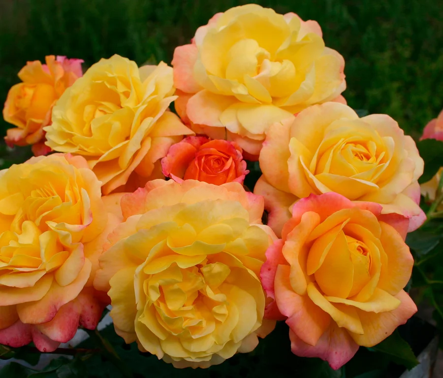 Strauß gelber und orangefarbener Rosen »Rose der Hoffnung«.