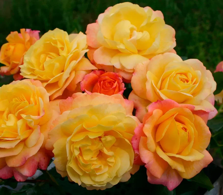 Strauß gelber und orangefarbener Rosen »Rose der Hoffnung«.