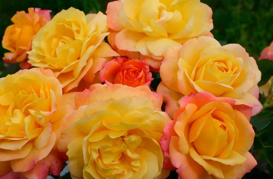 Strauß gelber und orangefarbener Rosen »Rose der Hoffnung«.