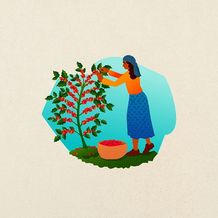 Eine Frau in orangefarbenem Oberteil und blauem Rock erntet rote Kaffeekirschen von einer grünen Pflanze; eine Schale voller Kirschen steht am Boden.