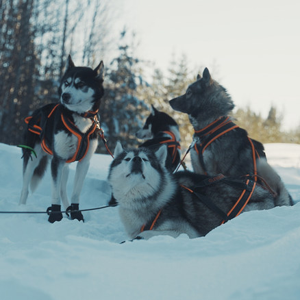 Vier Schlittenhunde mit schwarzen und orangefarbenen Geschirren in einer verschneiten Landschaft; einer liegt im Vordergrund, ein anderer steht mit schwarzen Pfotenschuhen.