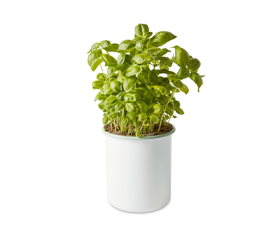 Basilikum in einer weißen Emaille-Vorratsdose.