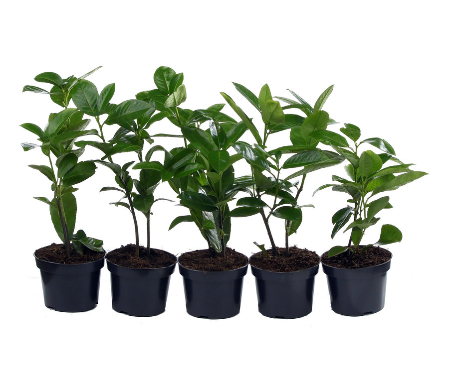 Fünf Kirschlorbeer im 5er-Set in schwarzen Töpfen.