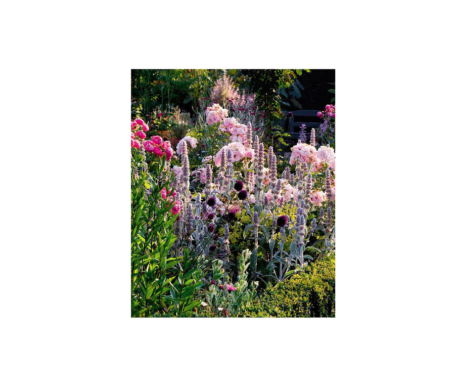 Blühender Garten mit rosa Rosen und lila Salbei. Im Hintergrund liegt das Buch »Mein summendes Paradies«.