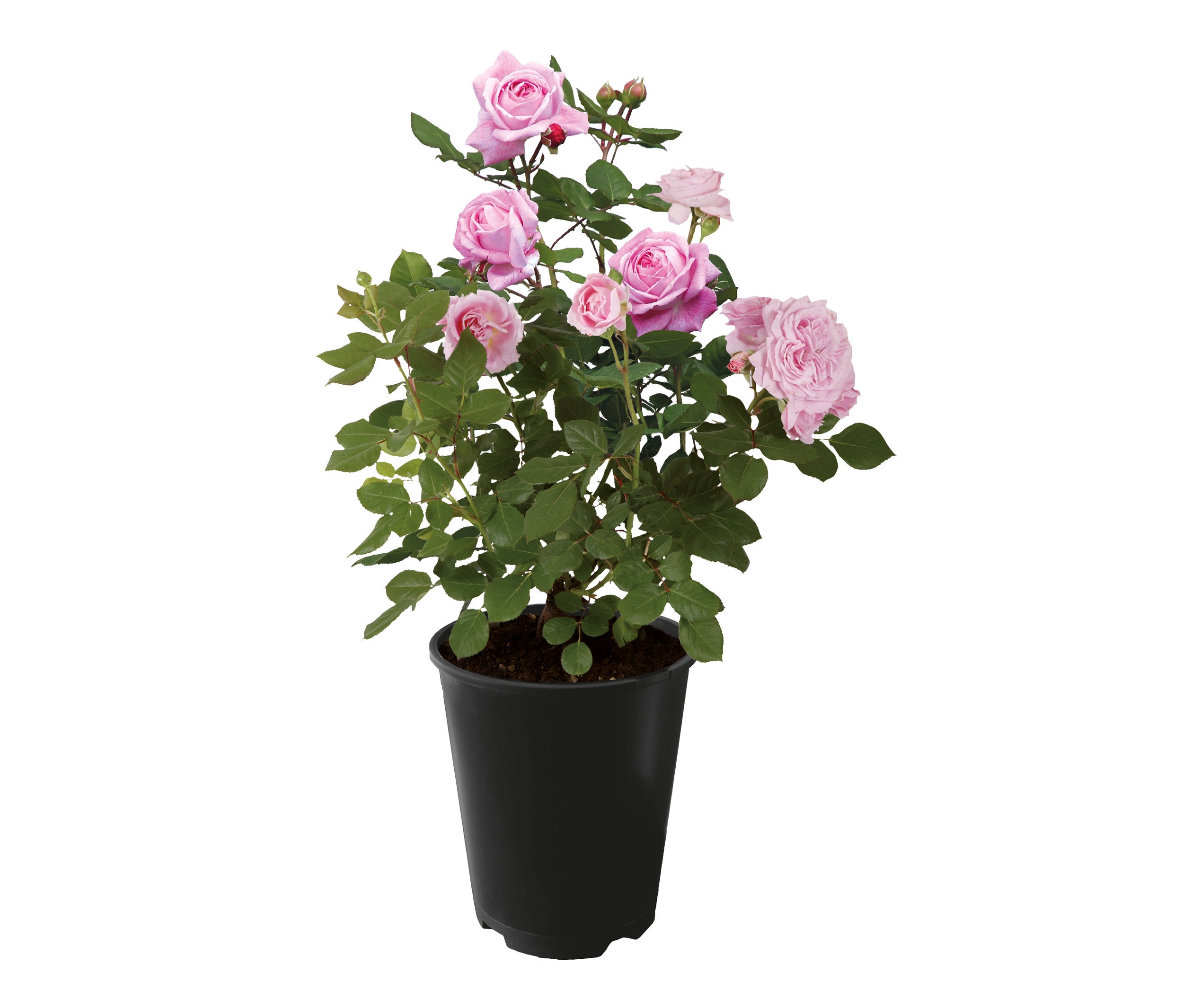 Rose »Gräfin Marie Henriette« - rosa - rosa