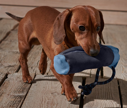 Dackel trägt Hundespielzeug-Futterdummy im Maul.