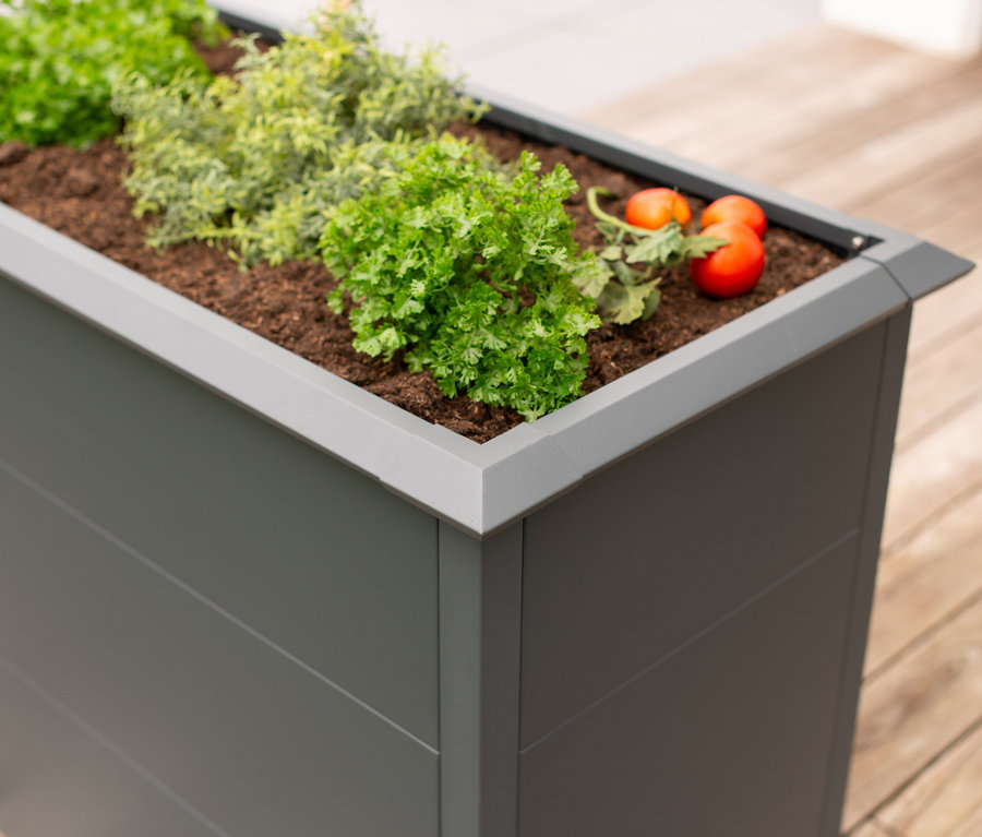 Gemüse und Kräuter wachsen in einem grauen Hochbeet mit Schneckenschutz, 100 cm hoch.