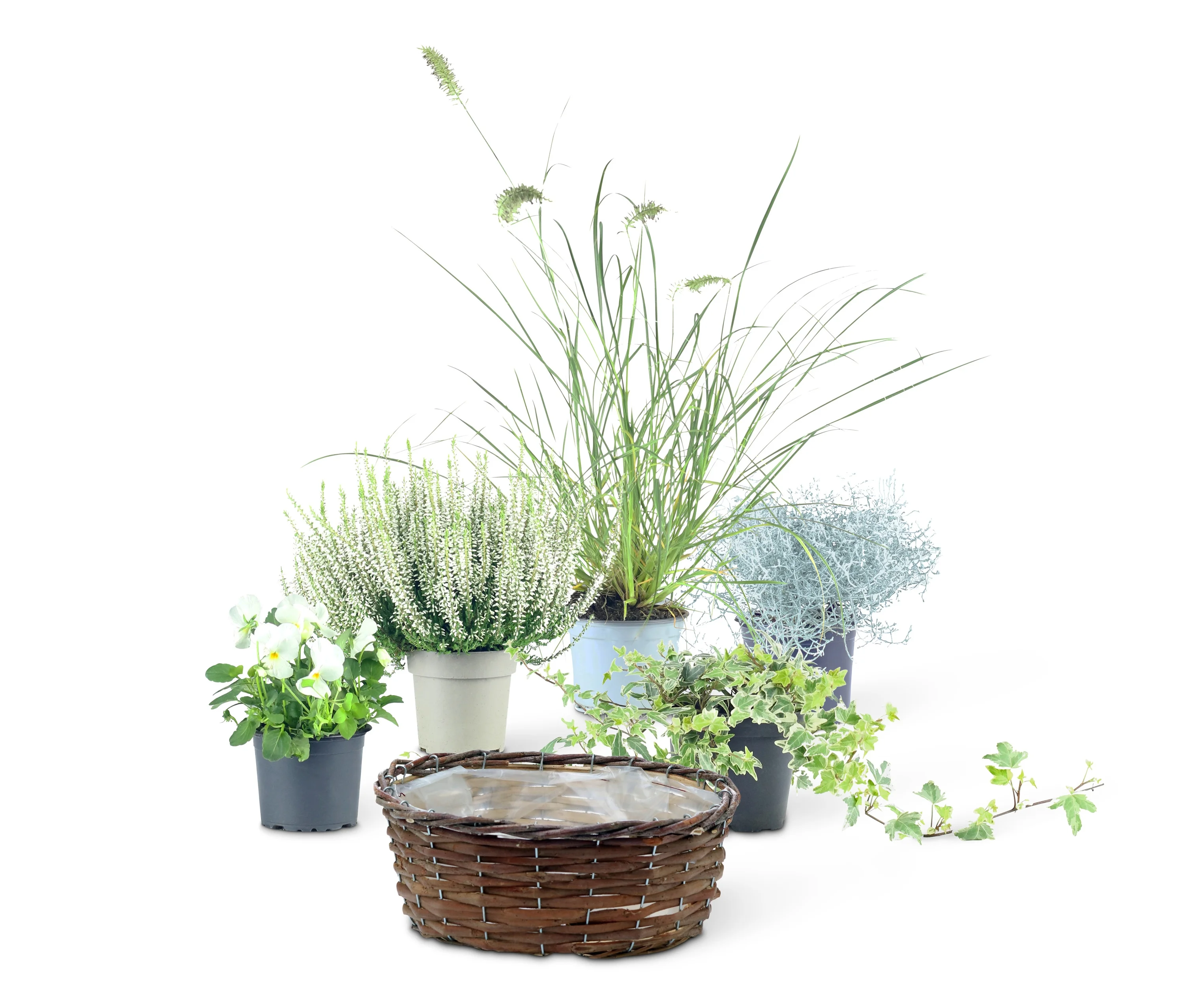 Dieser günstig Kaufen-Tchibo - Herbst-Set 2 - weiß. Tchibo - Herbst-Set 2 - weiß <![CDATA[Herbst-Set 2, inkl. Korb, Pflanzen und Erde Farbe: Weiß und grün Inhalt: Inkl. 5 Pflanzen, 10 l Erde und Korb Gebrauchsanweisung: Dieser Korb in den Farben weiß-grün gehalten be