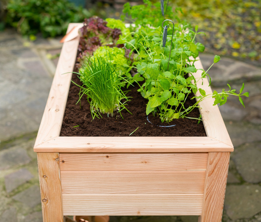 Stelzenhochbeet bepflanzt mit Erde, grünem Schnittlauch und Salat.
