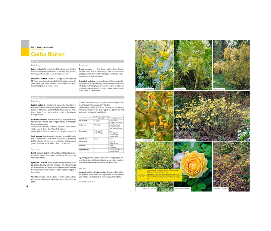 Das Bild zeigt gelbe Blüten verschiedener Pflanzen, darunter Cytisus battandieri, Laburnum watereri 'Vossii' und Forsythia x intermedia. Außerdem ist das Buch »Was wächst wo?« zu sehen.