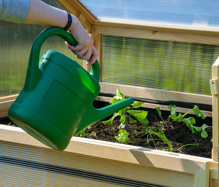 Person bewässert Pflanzen im Hochbeet "Hathi" mit einer grünen Gießkanne.