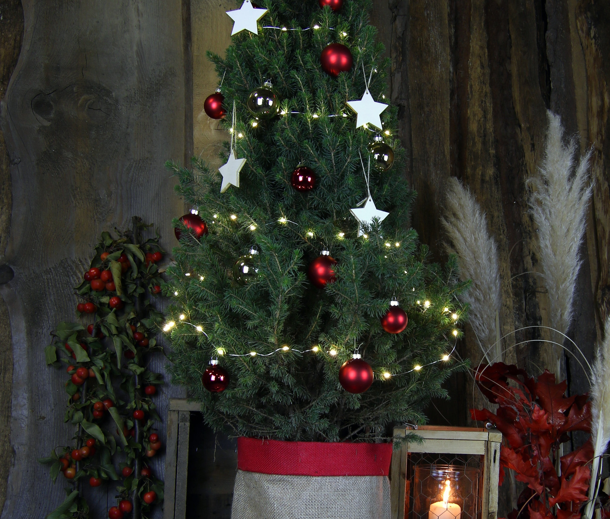 Ein echter, roter Weihnachtsbaum mit Dekoration steht auf einem Tisch.