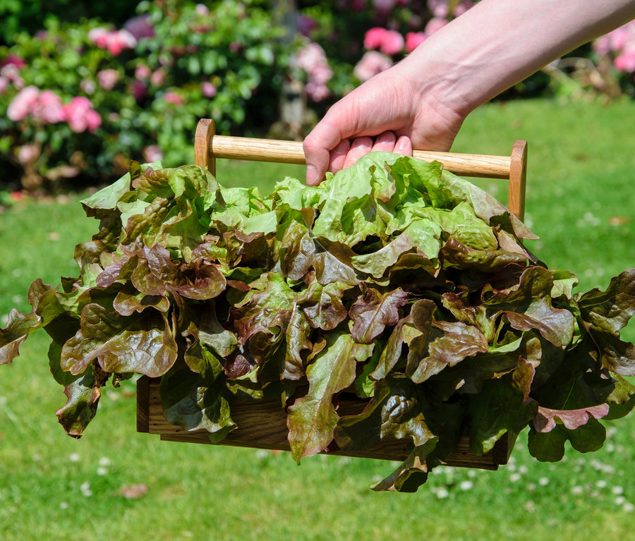 Eine Hand hält einen hölzernen Erntekorb voll mit rotem und grünem Salat vor einem Gartenhintergrund.