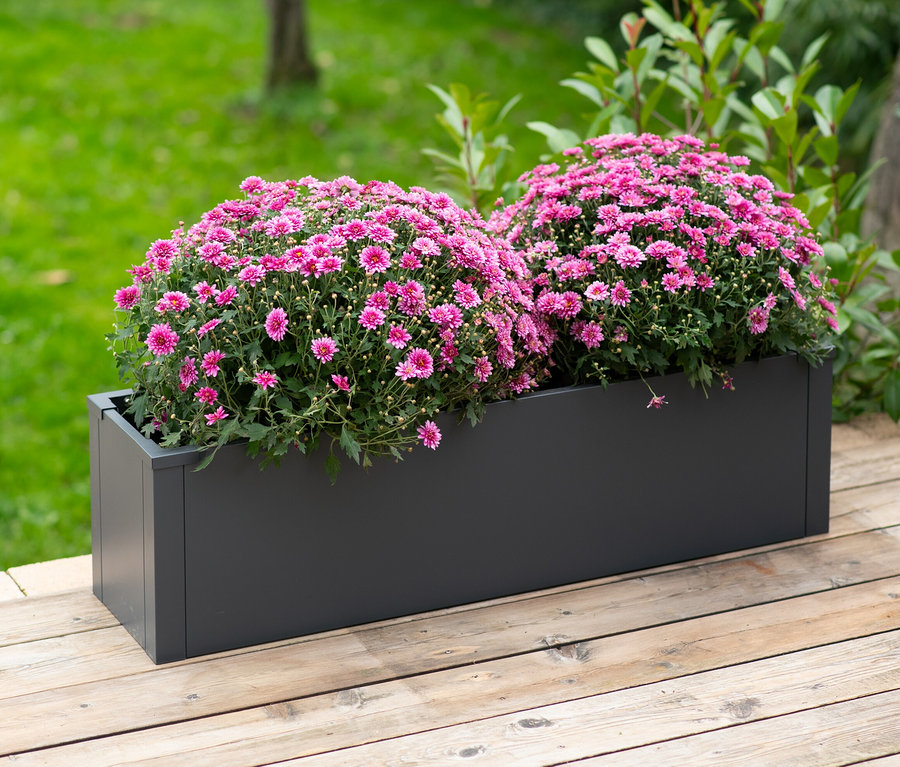 Grauer, rechteckiger Pflanzkasten mit rosa Blumen auf einem Holzdeck. Im Hintergrund Grün.