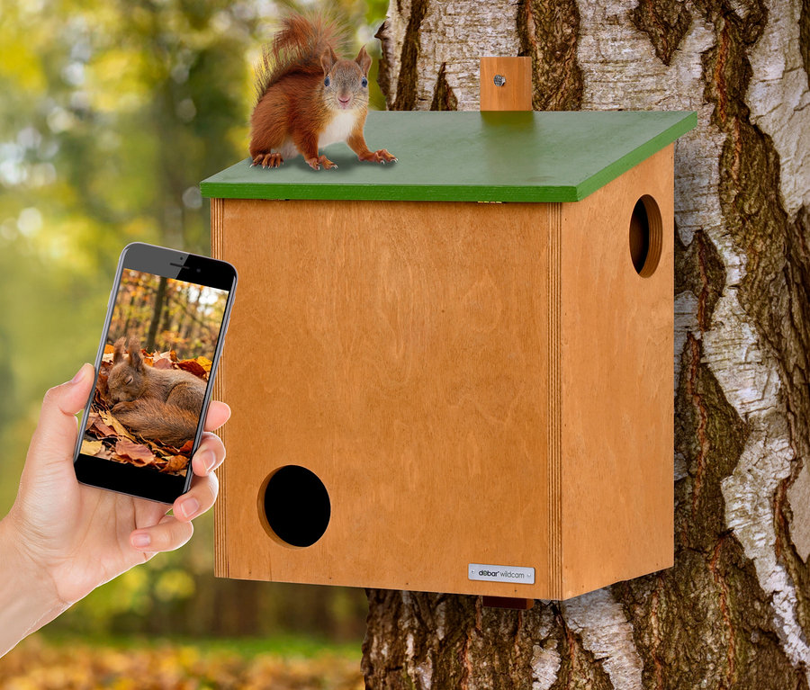 Ein Dobar Eichhörnchenkobel mit Kamera, ein braunes Holzhäuschen mit grünem Dach, ist an einem Baum befestigt. Ein Eichhörnchen sitzt auf dem Dach. Eine Hand hält ein Smartphone, das ein schlafendes Eichhörnchen im Herbstlaub zeigt.