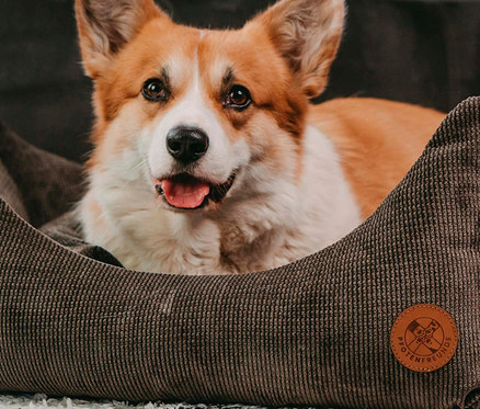 Ein glücklicher Pembroke Welsh Corgi liegt in einem braunen Tierbett »Krone«.