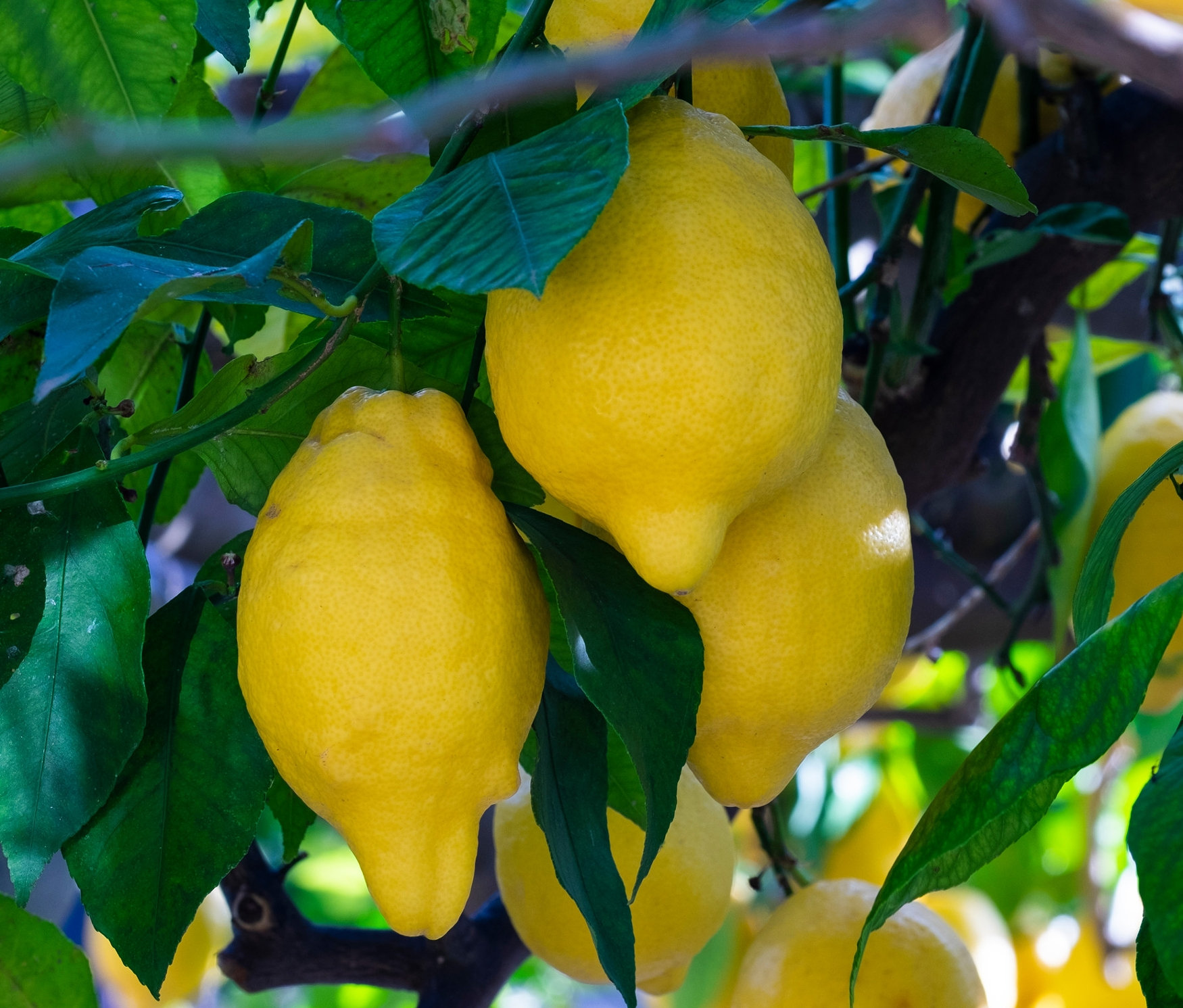 Thumbnail - Tchibo - Zitronenbaum - gelb