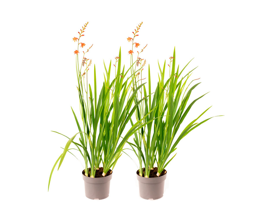 Zwei Knollenpflanzen »Garten-Montbretie« in grauen Töpfen.