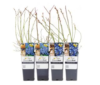 Blaubeeren, 4er-Set
