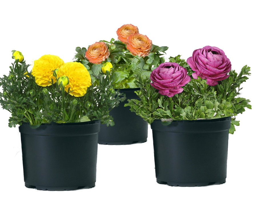 Drei Blumentöpfe mit verschiedenfarbigen Ranunkel-Trios.