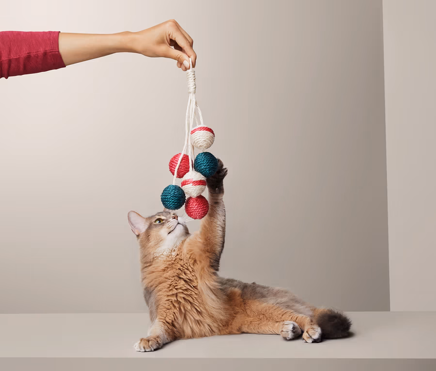 Eine Hand hält Katzenspielzeug, bunte Rasselbälle an einer Schnur, während eine Katze mit der Pfote danach greift.