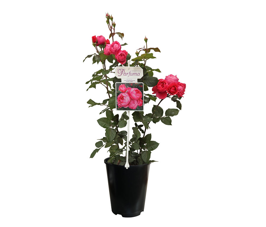 Rose "Gartenprinzessin Marie-Jose" in einem schwarzen Topf.