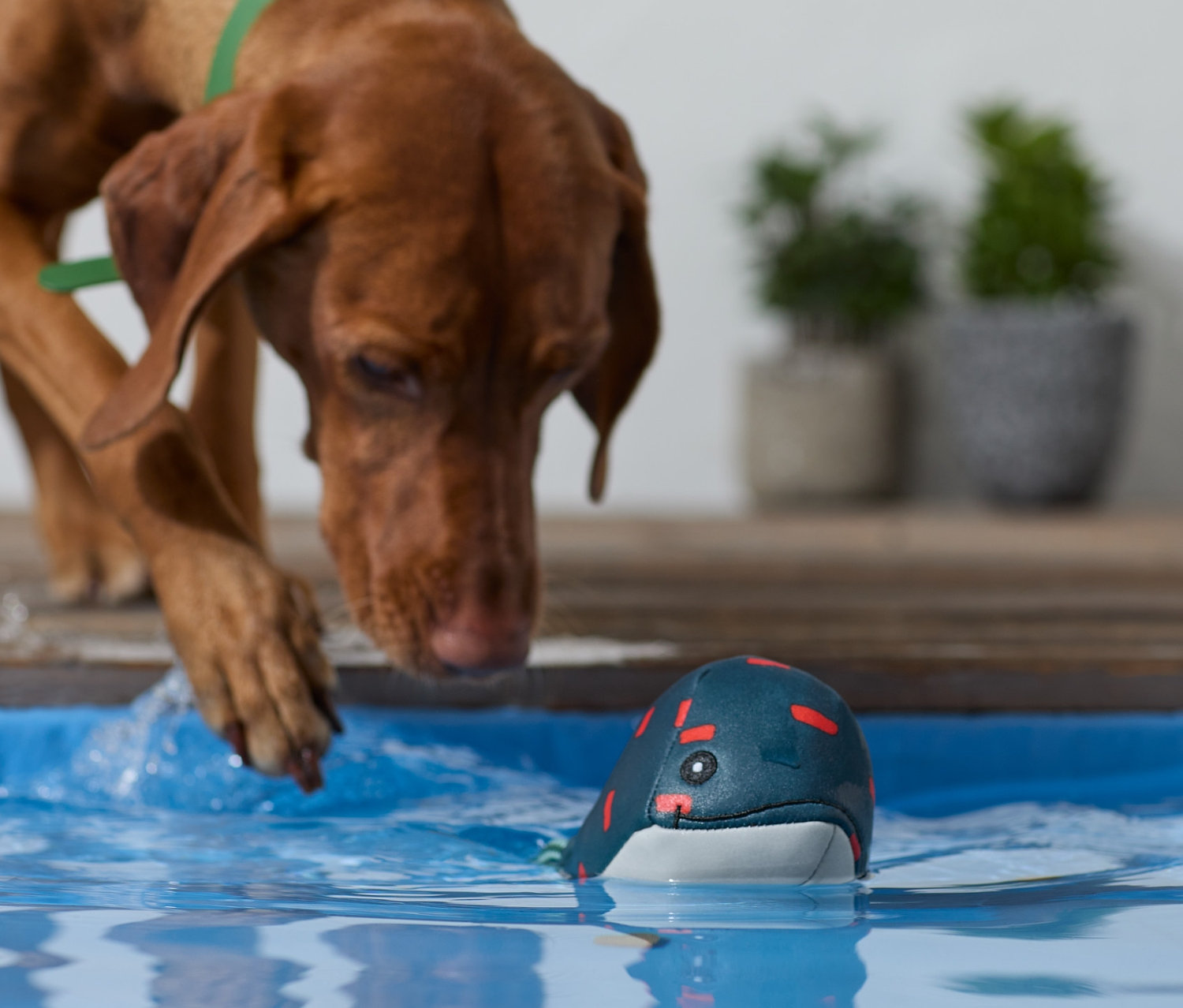 Ein brauner Hund mit grünem Halsband streckt seine Pfote in das Wasser eines Pools, in dem ein Hunde-Wasserspielzeug "Wal" schwimmt.