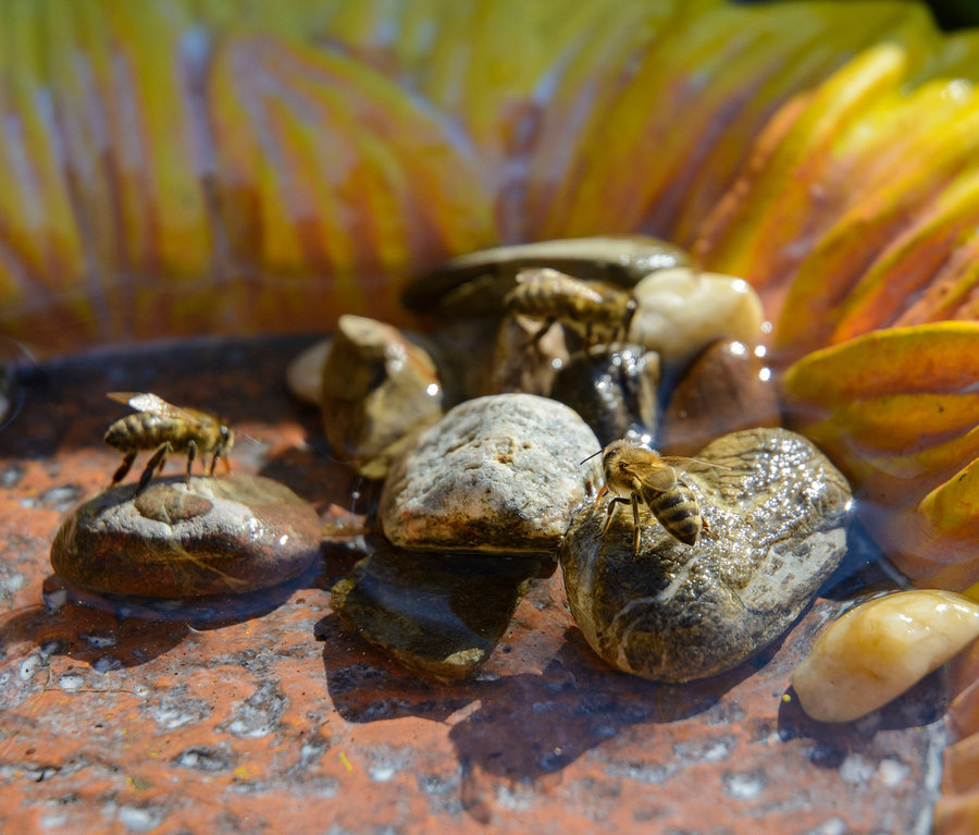 Zwei Bienen sitzen auf Steinen im flachen Wasser in einer Dobar Bunte Insektentränke »Fiore«.
