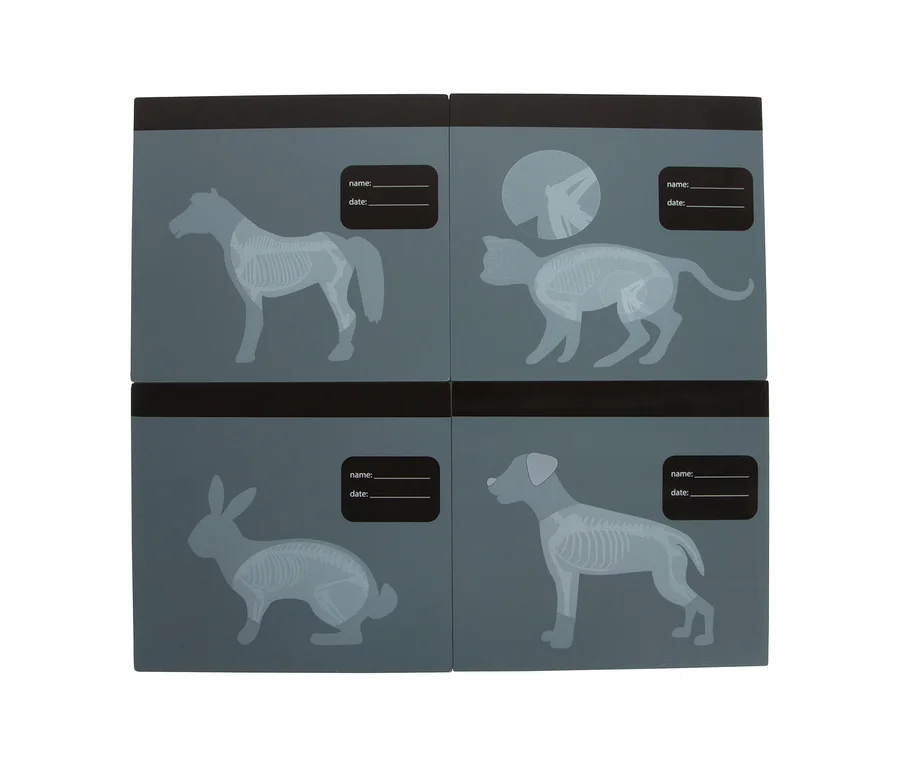 Vier graue Röntgenbilder von Tieren, Teil des small foot Tierarzt-Sets »Hund«: ein Pferd, eine Katze, ein Hase und ein Hund, jeweils mit sichtbarem Skelett und Beschriftungsfeld für Name und Datum.