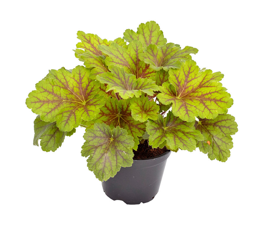 Grüne und rote Heuchera in einem schwarzen Topf.