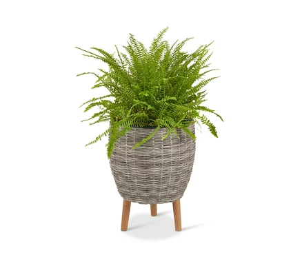 Farn in hellgrauem Polyrattan-Blumentopf mit Füßen.