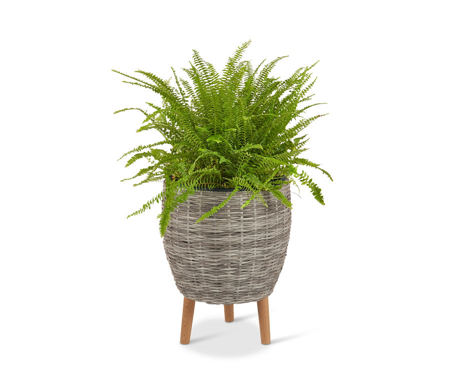 Farn in hellgrauem Polyrattan-Blumentopf mit Füßen.