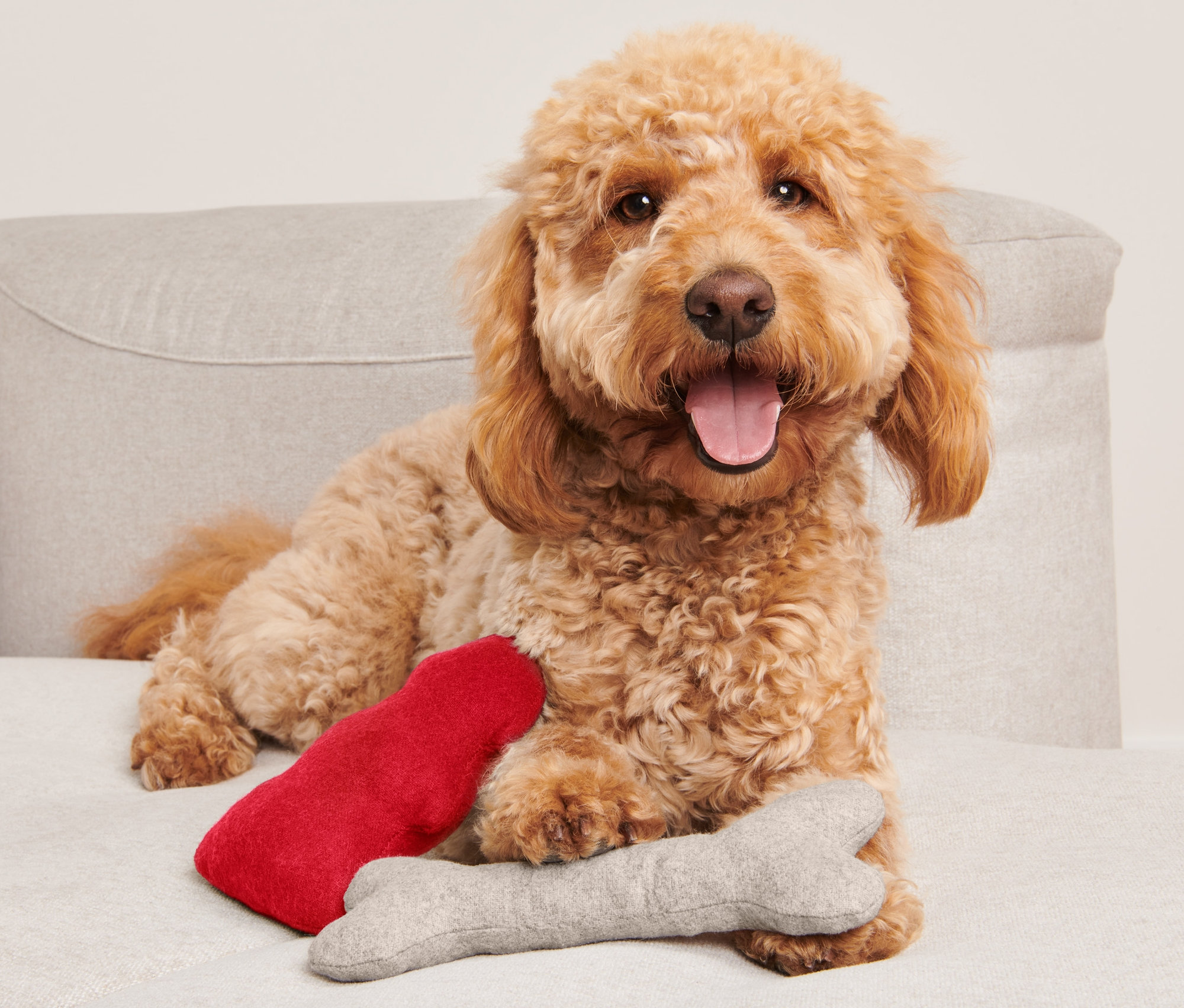 Ein brauner Hund liegt mit einem 2-teiligen Hundespielzeug-Set auf einem Sofa.