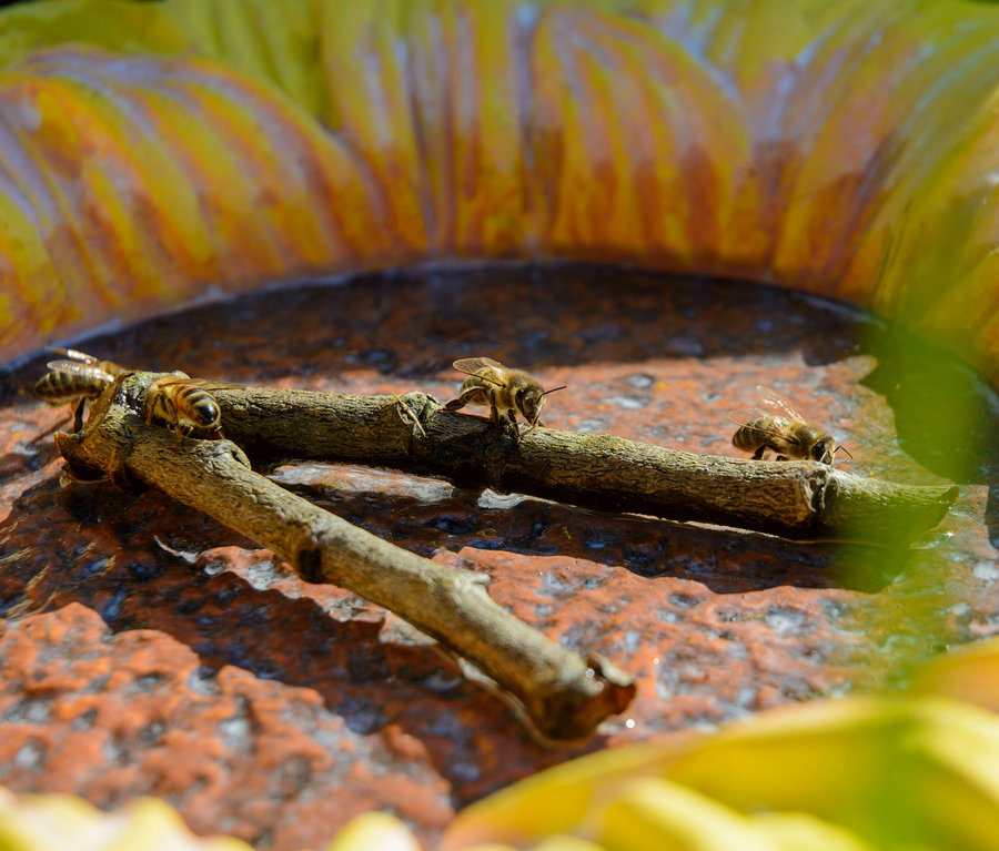 Vier Bienen sitzen auf Ästen in einer bunten Insektentränke »Fiore« von Dobar.