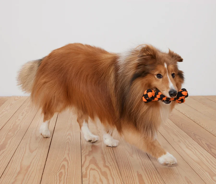 Ein braun-weißer Shetland Sheepdog hält ein schwarz-oranges Knochenspielzeug im Maul, auf einem Holzboden.