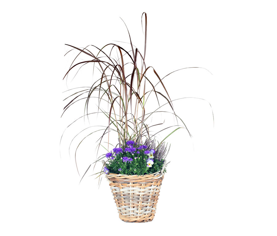 Herbst-Set 5, inkl. Korb, Pflanzen und Erde: Korb mit lila Astern, Heidekraut, Stiefmütterchen und Ziergras.