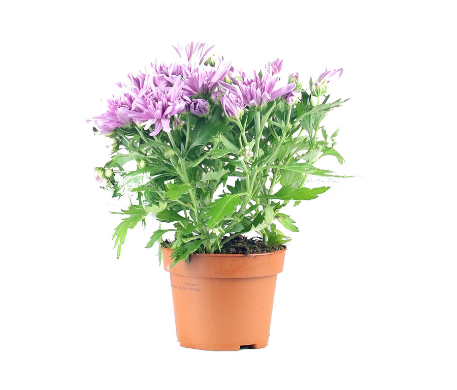 Lila Blumen in einem braunen Topf, aus dem Herbst-Set 1, inkl. Korb, Pflanzen und Erde.