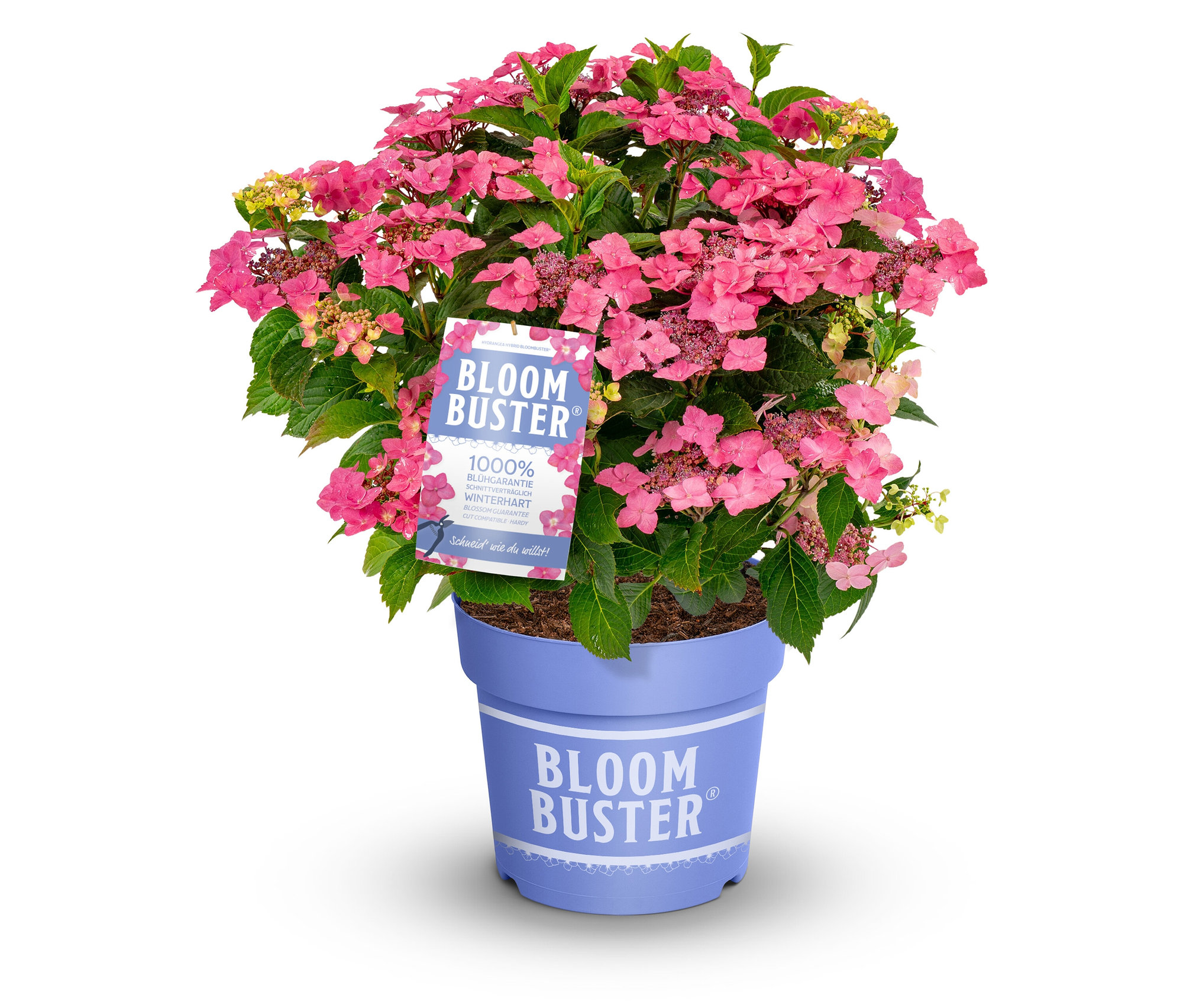 Rispenhortensie »Bloombuster pink« - pink - pink