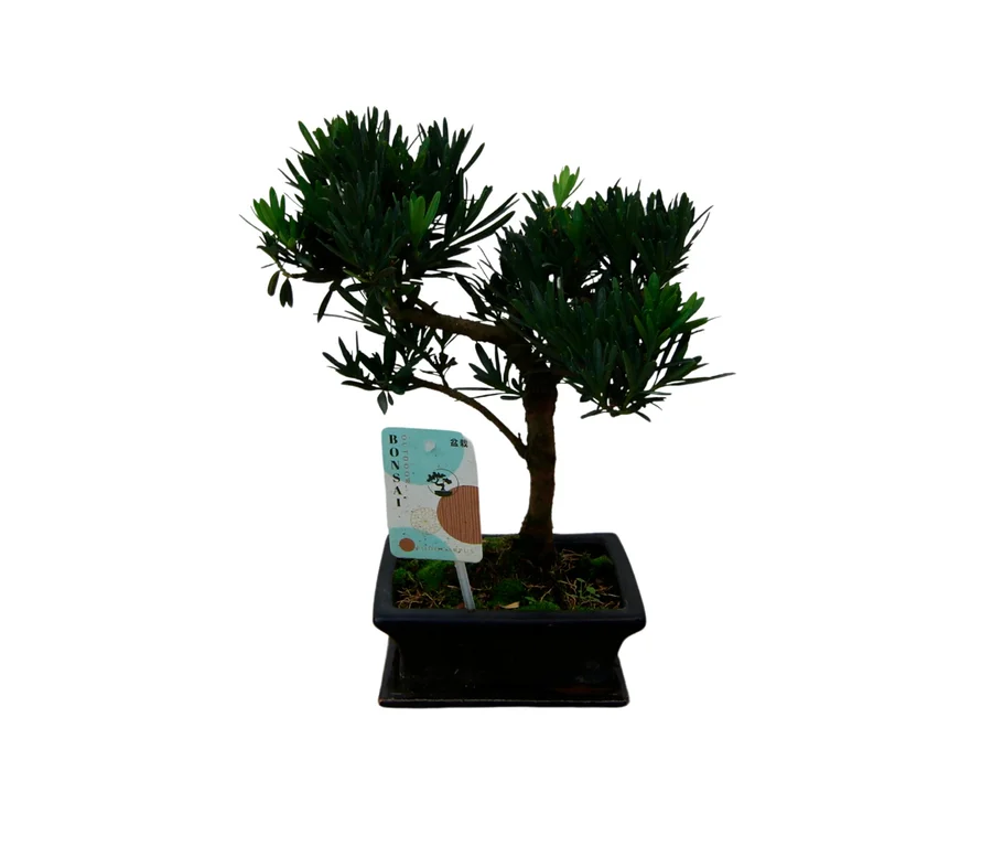 Bonsai Podocarpus – Buddha-Baum, Steineibe, 6 Jahre, in einem schwarzen Topf mit Pflanzenetikett.