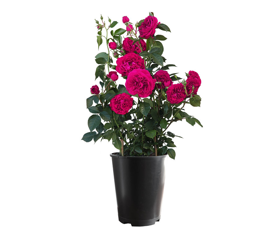Duftrose »Freifrau Caroline« in einem schwarzen Blumentopf.